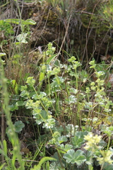 Alchemilla languida