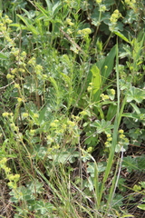 Alchemilla languida