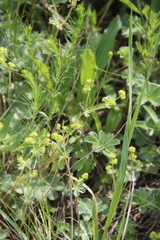 Alchemilla languida