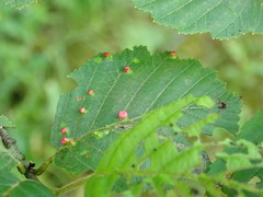 Eriophyes alniincanae