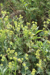 Alchemilla languida