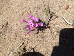Abronia angustifolia