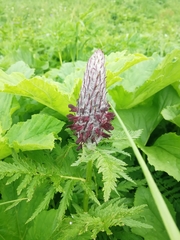 Pedicularis atropurpurea