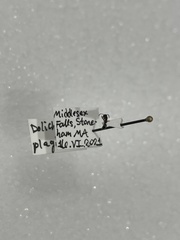 Dolichoderus plagiatus