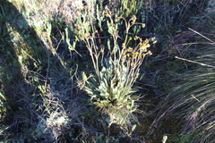 Espeletia boyacensis