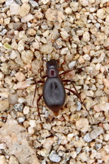 Eschatomoxys andrewsi