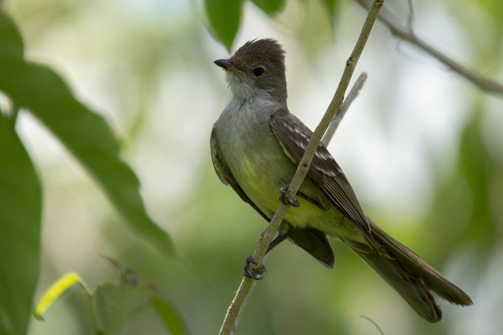 Large Elaenia