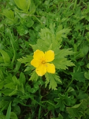 Trollius ranunculinus