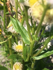 Erigeron philadelphicus provancheri