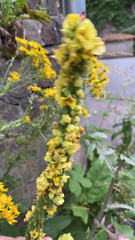 Verbascum nigrum