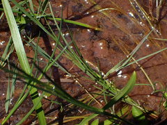 Gallionellaceae