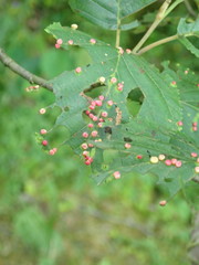 Eriophyes alniincanae