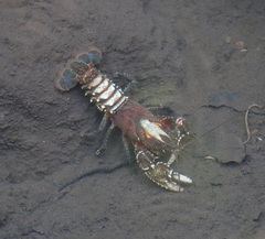 Euastacus sulcatus
