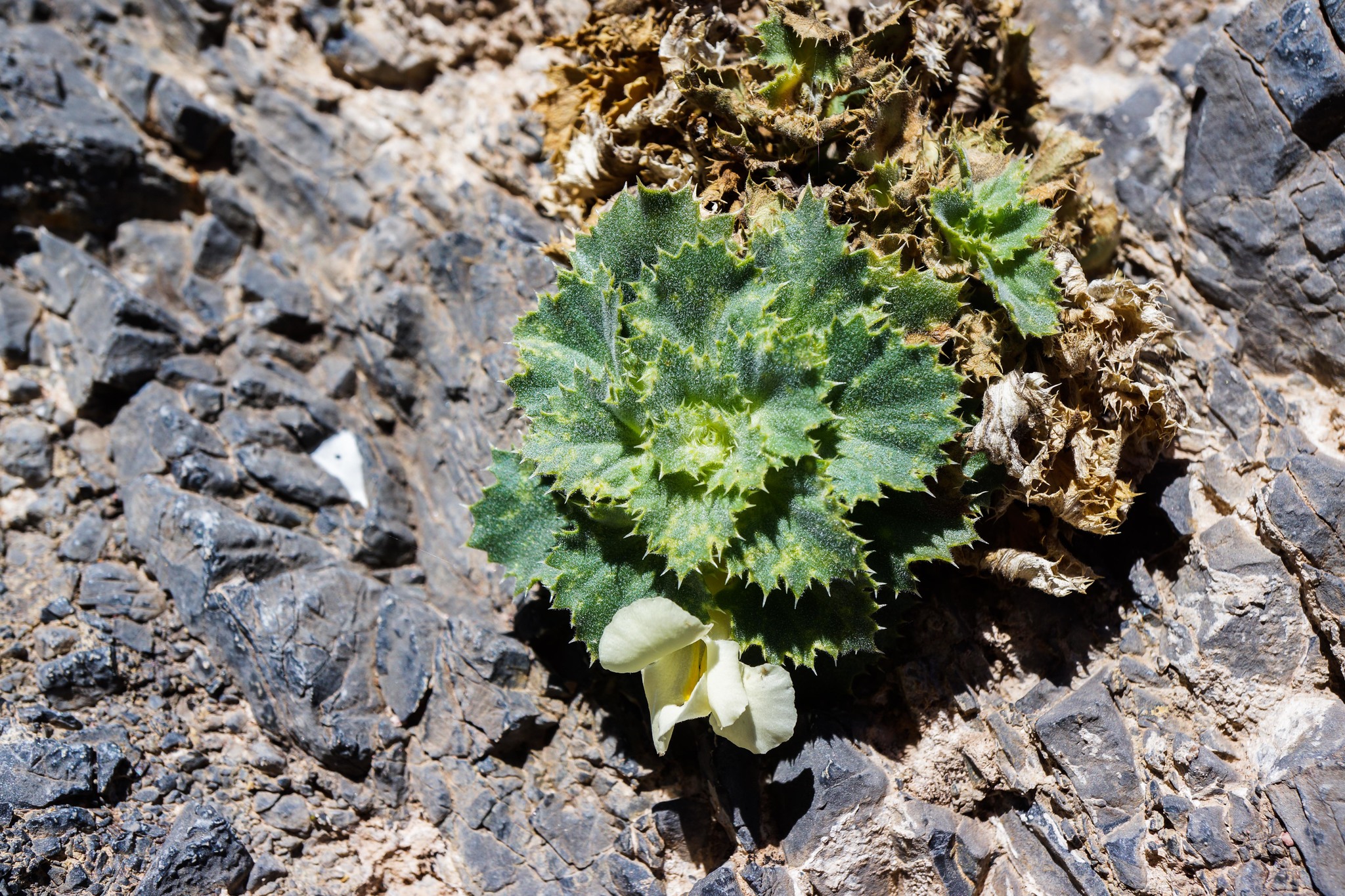 Holmgrenanthe petrophila