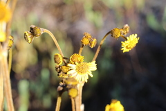Espeletia boyacensis