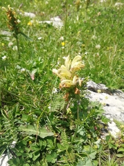 Pedicularis chroorrhyncha