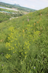 Bilacunaria microcarpos