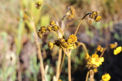 Espeletia boyacensis