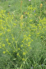 Bilacunaria microcarpos