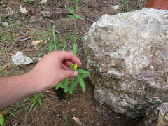 Crotalaria sagittalis