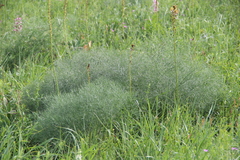 Bilacunaria microcarpos