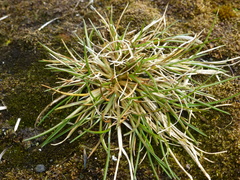 Deschampsia antarctica