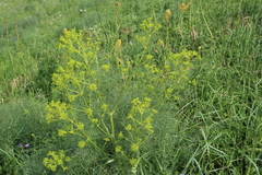 Bilacunaria microcarpos