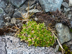 Colobanthus quitensis