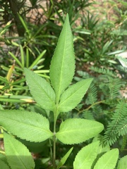 Cosmos sulphureus