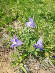 Campanula tridentata
