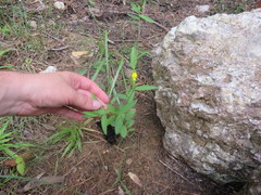Crotalaria sagittalis