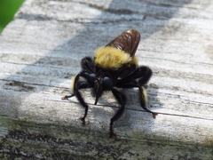 Laphria macquarti
