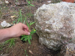 Crotalaria sagittalis