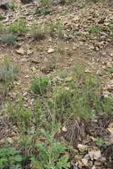 Crambe koktebelica