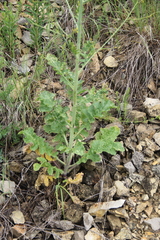 Crambe koktebelica