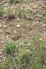 Crambe koktebelica