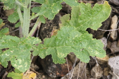 Crambe koktebelica