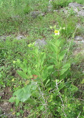 Silphium glutinosum