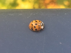 Harmonia axyridis
