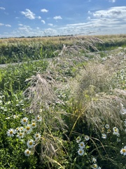 Apera