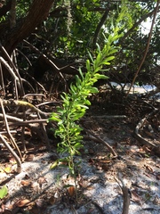 Acrostichum danaeifolium