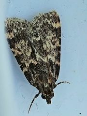 Aglossa caprealis