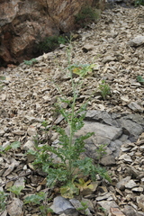 Crambe koktebelica