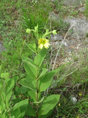 Silphium glutinosum
