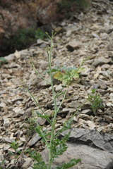 Crambe koktebelica
