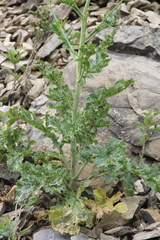 Crambe koktebelica