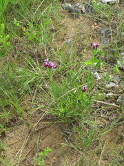 Liatris oligocephala