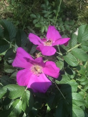 Rosa rugosa