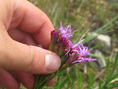 Liatris oligocephala