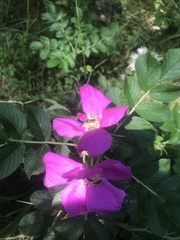 Rosa rugosa